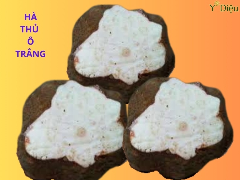 Hà Thủ Ô Trắng: Vị Thuốc Dân Gian Giúp Bổ Máu Bổ Can Thận
